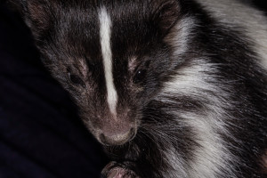 calling out of work because of skunk