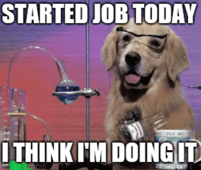 New job meme featuring a dog doing a science experiment: "started job today... I think I'm doing it."